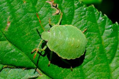 <i>Palomena prasina</i>