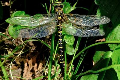 <i>Cordulegaster boltonii</i>
