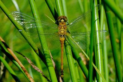 <i>Sympetrum danae</i>