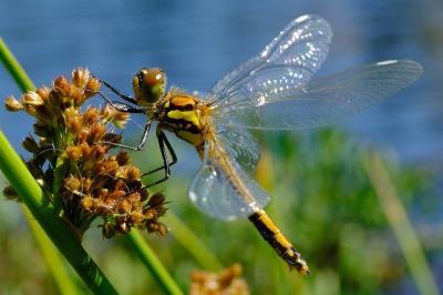 <i>Sympetrum danae</i>