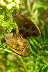 <i>Pyronia tithonus</i>