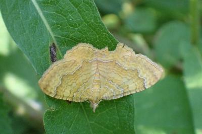 <i>Camptogramma bilineata</i>