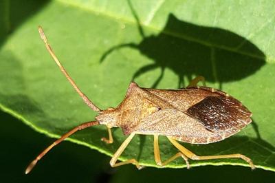 <i>Gonocerus acuteangulatus</i>