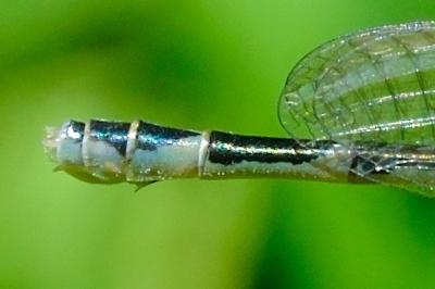 <i>Enallagma cyathigerum</i>