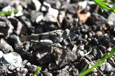 <i>Oedipoda caerulescens</i>