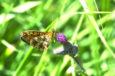 <i>Boloria selene</i>
