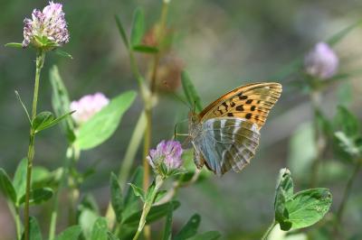 <i>Argynnis paphia</i>