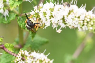 <i>Philanthus triangulum</i>