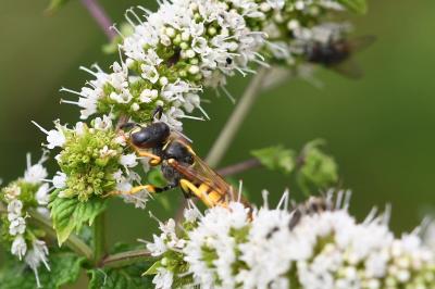 <i>Philanthus triangulum</i>