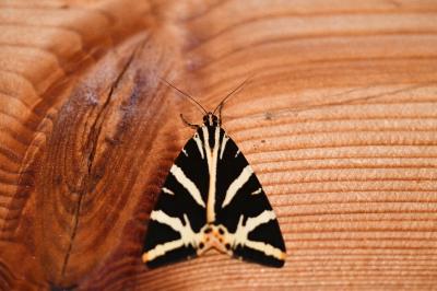 Euplagia quadripunctaria