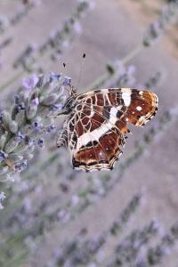 <i>Araschnia levana</i>