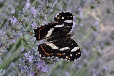 <i>Araschnia levana</i>