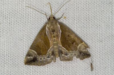 <i>Hypena crassalis</i>