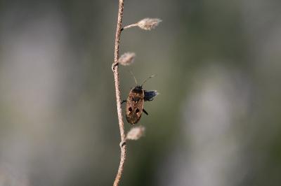 <i>Graptopeltus lynceus</i>