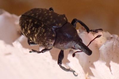 <i>Larinus turbinatus</i>