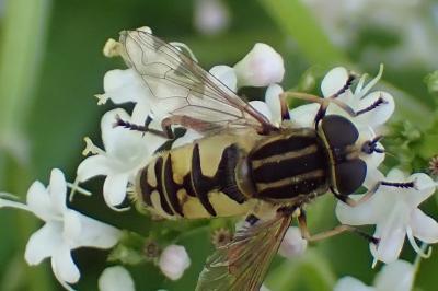 <i>Helophilus pendulus</i>