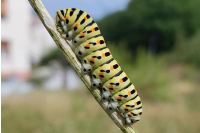 <i>Papilio machaon</i>