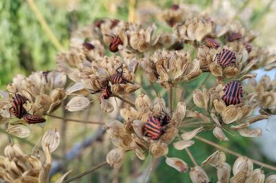 <i>Graphosoma italicum</i>