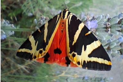 <i>Euplagia quadripunctaria</i>