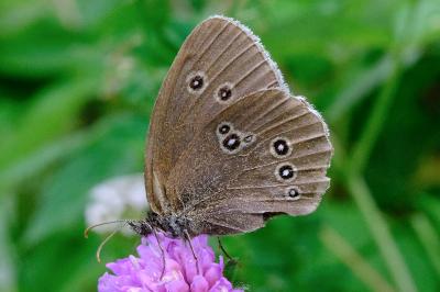 <i>Aphantopus hyperantus</i>