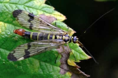 <i>Panorpa communis</i>