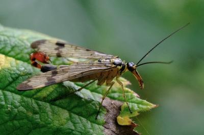 <i>Panorpa communis</i>