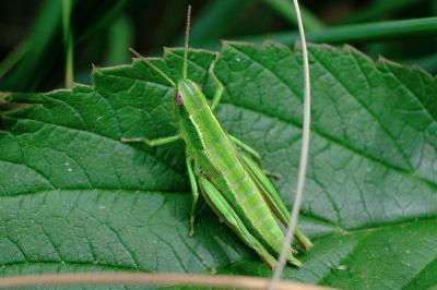 <i>Euthystira brachyptera</i>