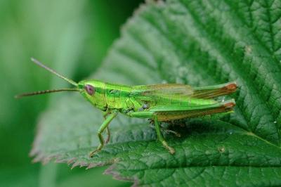 <i>Euthystira brachyptera</i>