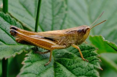 <i>Pseudochorthippus parallelus</i>