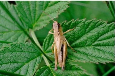 <i>Pseudochorthippus parallelus</i>