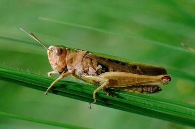 <i>Omocestus viridulus</i>