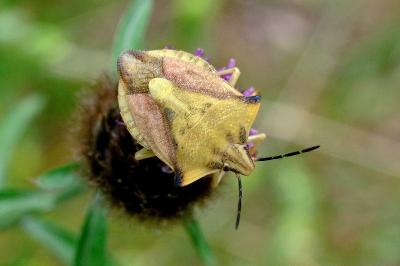 <i>Carpocoris fuscispinus</i>