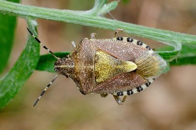 <i>Dolycoris baccarum</i>