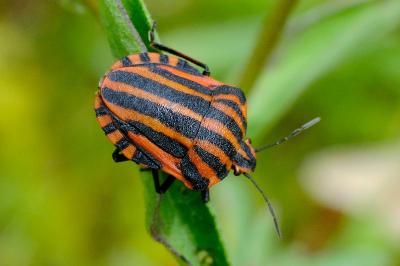 <i>Graphosoma italicum</i>
