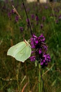 <i>Gonepteryx rhamni</i>