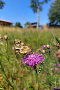 <i>Melanargia galathea</i>