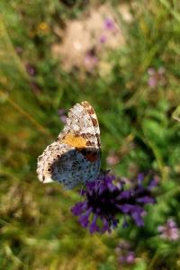 <i>Vanessa cardui</i>
