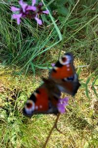 <i>Aglais io</i>