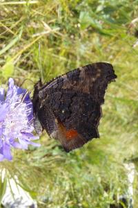 <i>Aglais io</i>