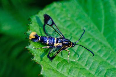 <i>Synanthedon cephiformis</i>