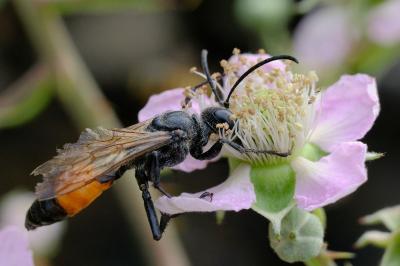 <i>Sphex funerarius</i>