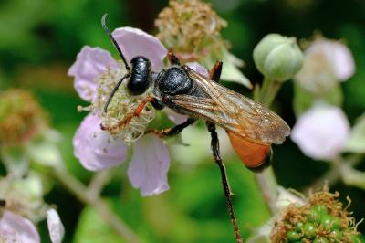 <i>Sphex funerarius</i>
