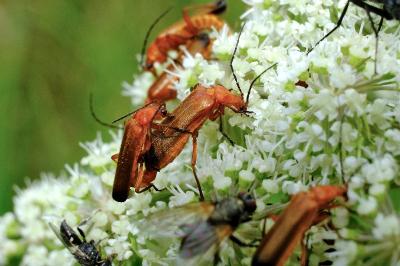 <i>Rhagonycha fulva</i>