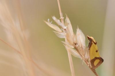 <i>Agapeta zoegana</i>