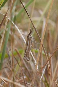 <i>Ancylolomia</i>