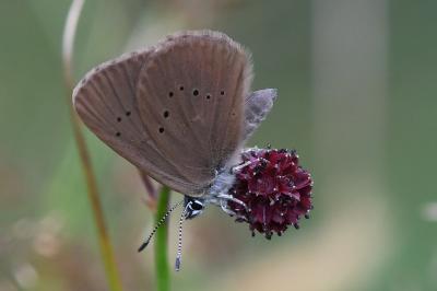 <i>Phengaris nausithous</i>