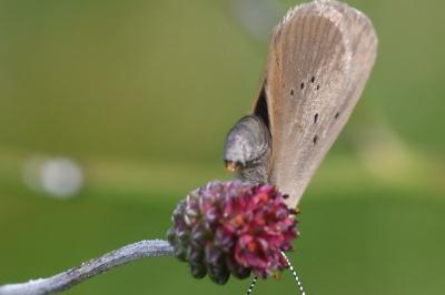 <i>Phengaris nausithous</i>
