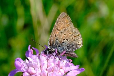 <i>Lycaena hippothoe</i>