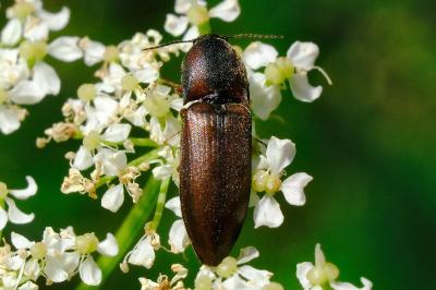 <i>Sericus brunneus</i>