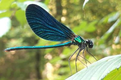 <i>Calopteryx virgo</i>
